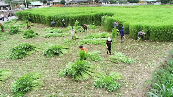 안동포마을은 직접 재배한 대마를 소재로 지역대표 시그니처를 내세운다.